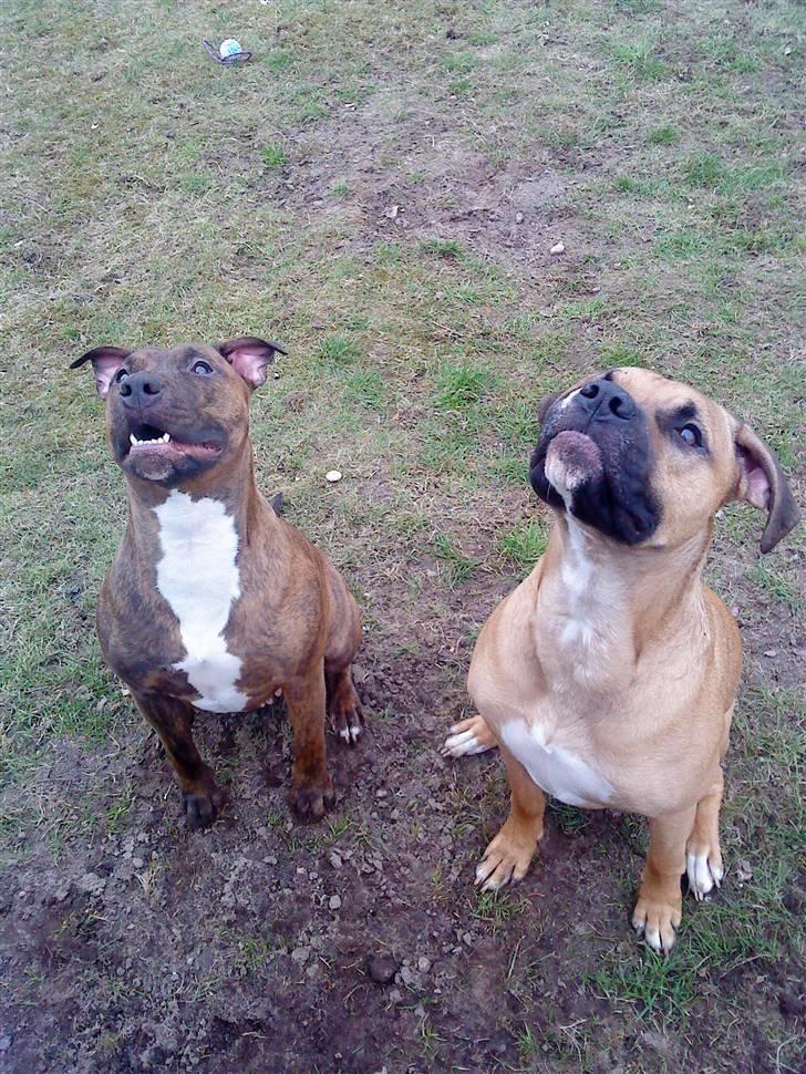 Amerikansk staffordshire terrier Mischa billede 13