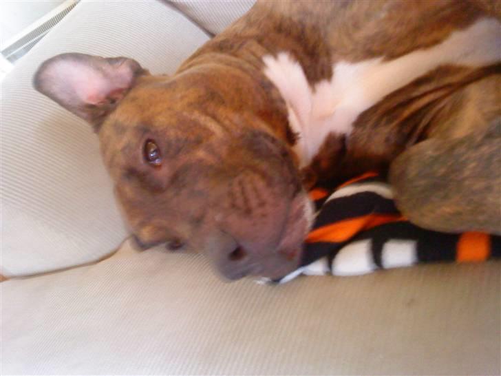 Amerikansk staffordshire terrier Mischa billede 14