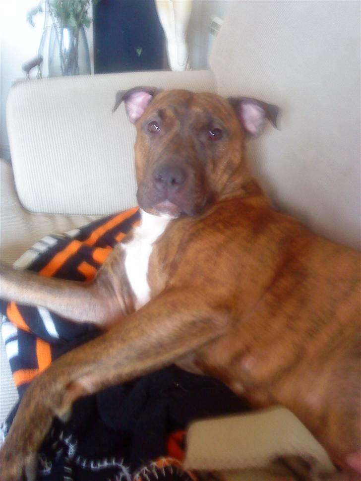 Amerikansk staffordshire terrier Mischa billede 15