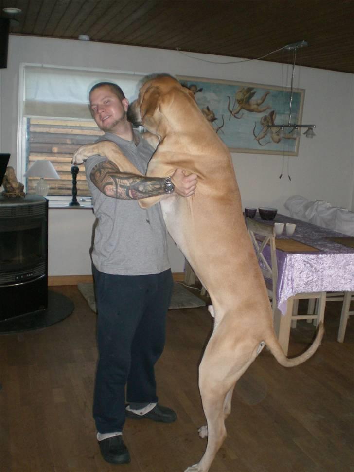 Grand danois Bufas - Giver lige far en knuser (: billede 14