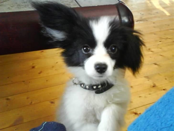 Phalene ¤Fifi-Viola¤ billede 10