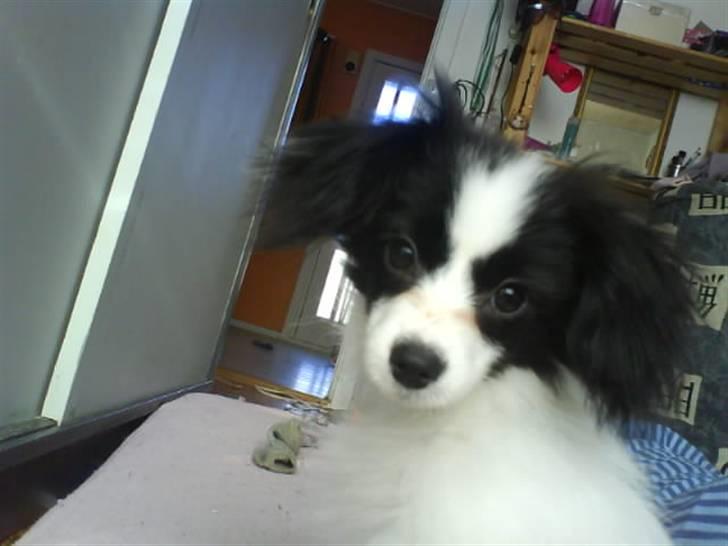 Phalene ¤Fifi-Viola¤ billede 11