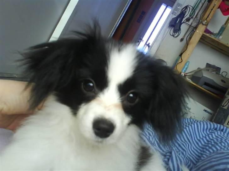 Phalene ¤Fifi-Viola¤ billede 12