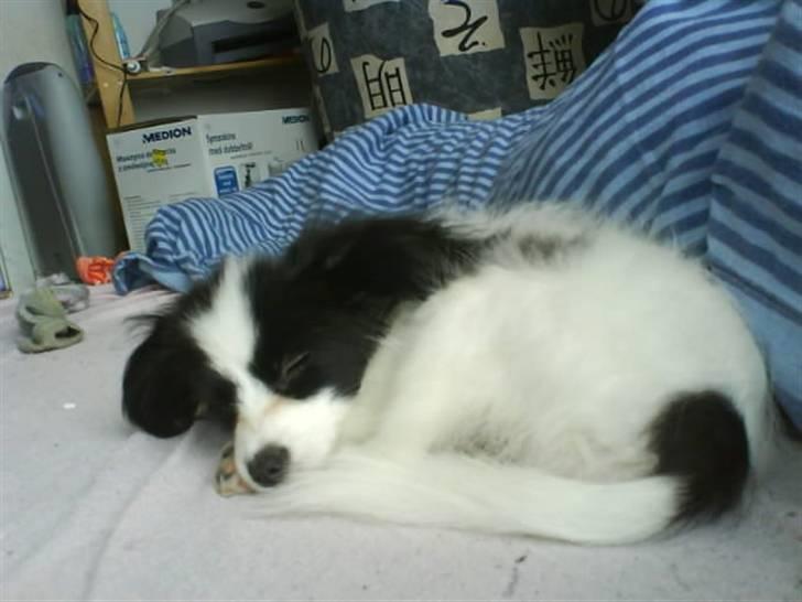 Phalene ¤Fifi-Viola¤ billede 13