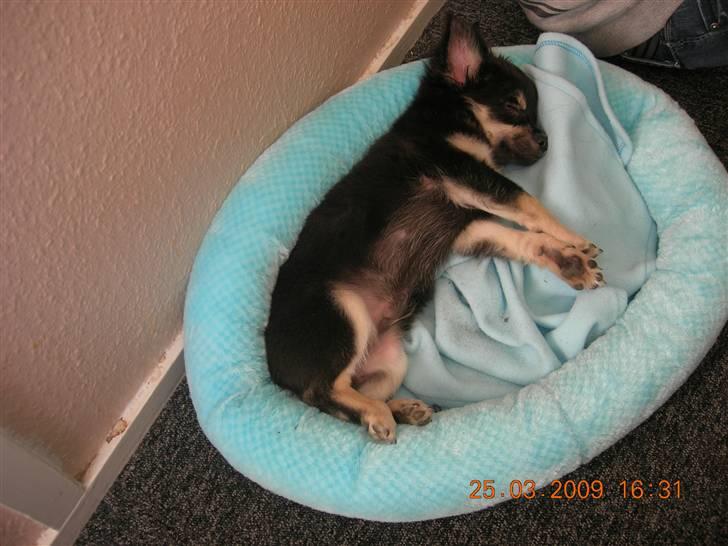 Chihuahua Lui billede 9