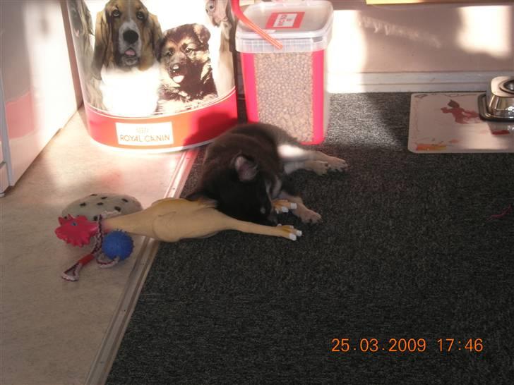 Chihuahua Lui billede 10