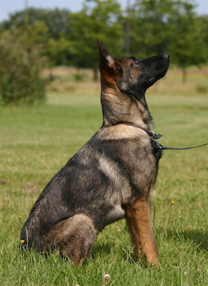 Schæferhund Faolans Akela billede 1