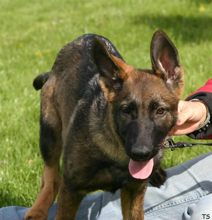 Schæferhund Faolans Akela billede 2