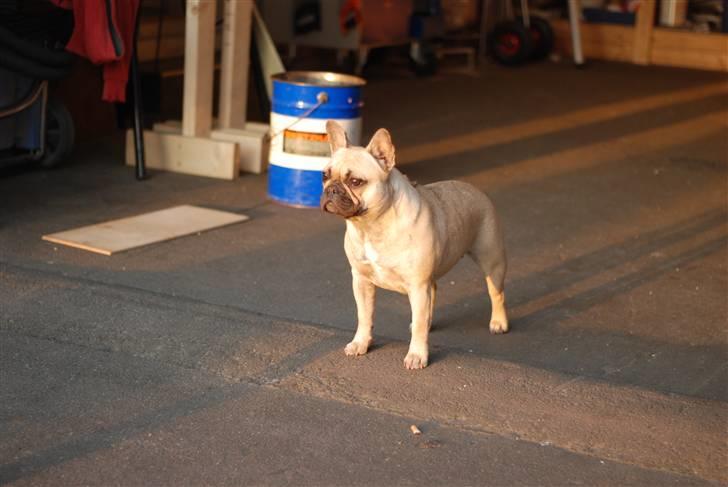 Fransk bulldog Snoop Dogg billede 1