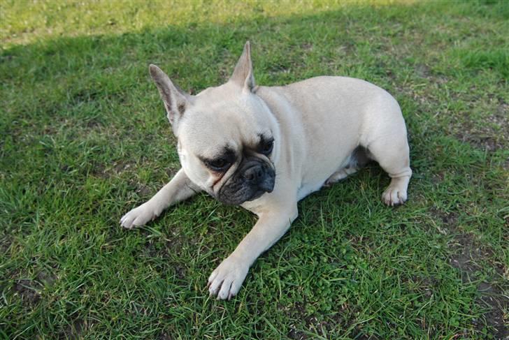 Fransk bulldog Snoop Dogg billede 2