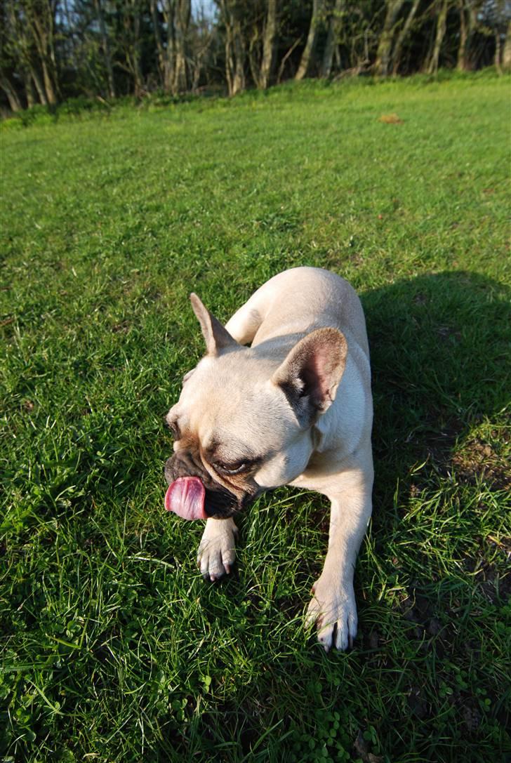 Fransk bulldog Snoop Dogg billede 3