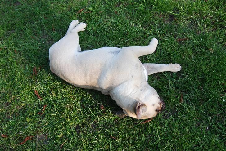 Fransk bulldog Snoop Dogg billede 4