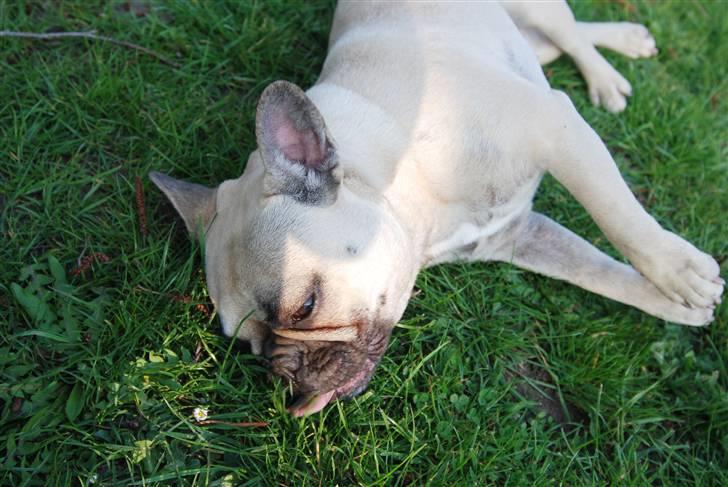 Fransk bulldog Snoop Dogg billede 5