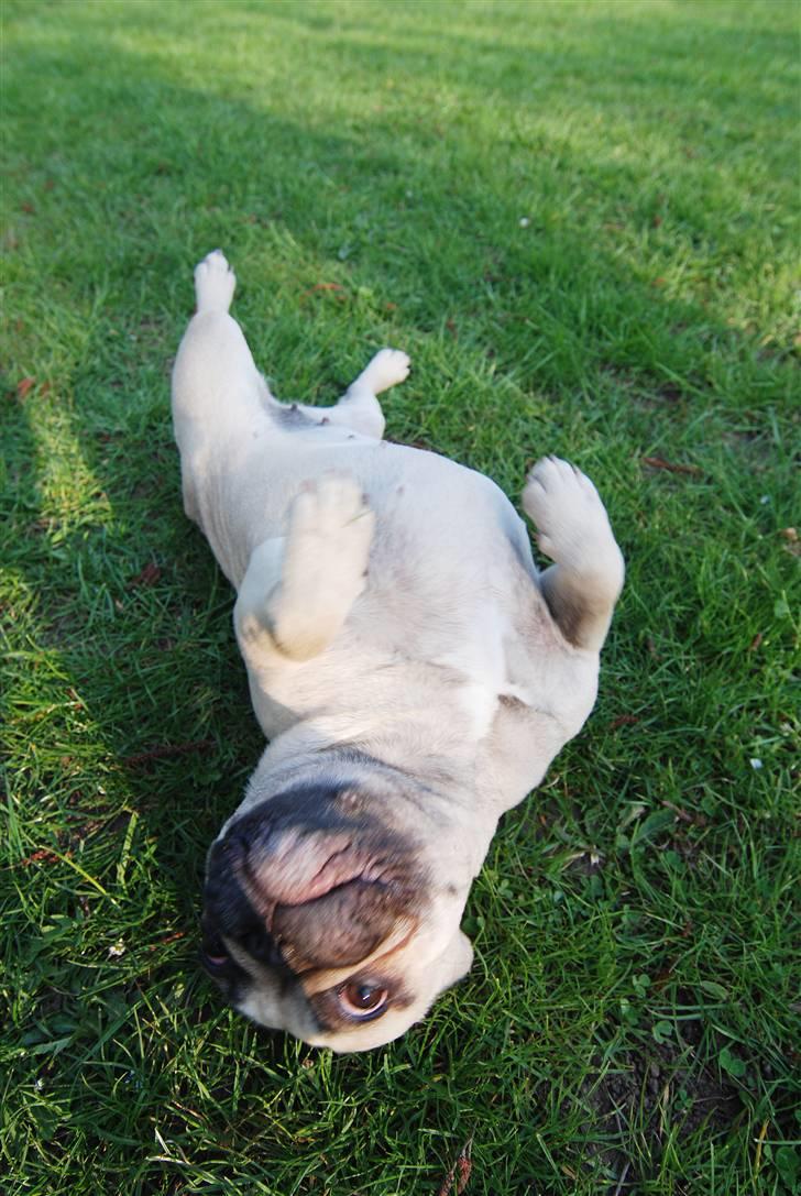 Fransk bulldog Snoop Dogg billede 6