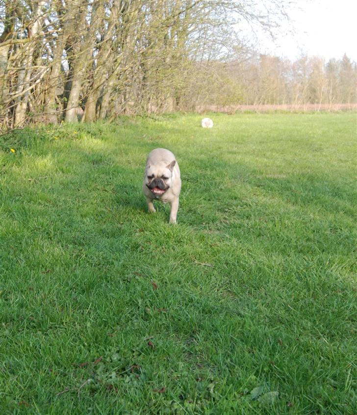 Fransk bulldog Snoop Dogg billede 7