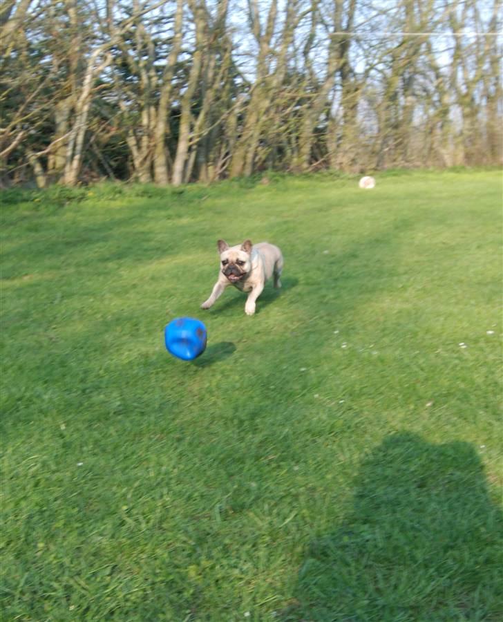 Fransk bulldog Snoop Dogg billede 8