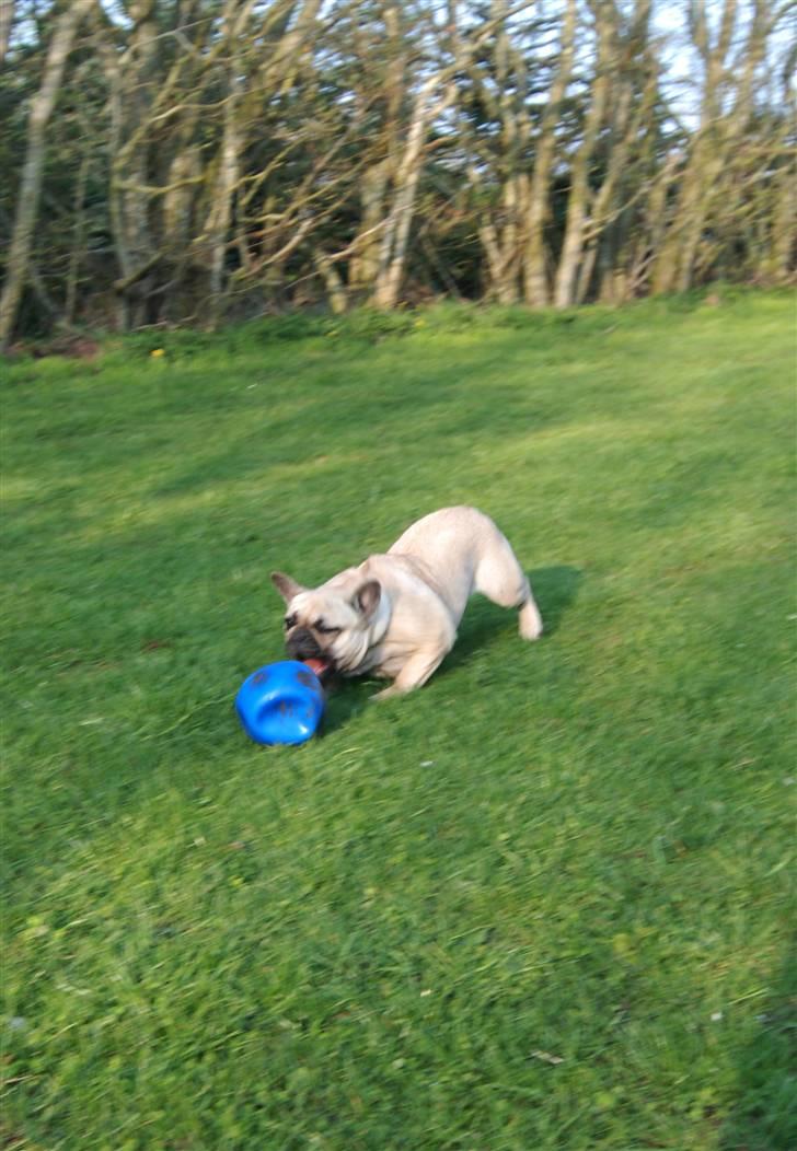 Fransk bulldog Snoop Dogg billede 9