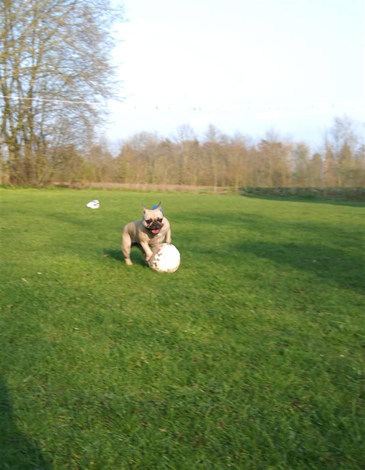 Fransk bulldog Snoop Dogg billede 10