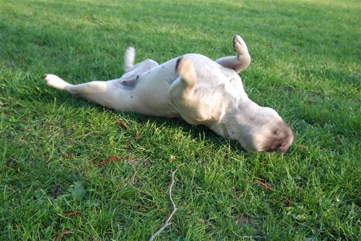 Fransk bulldog Snoop Dogg billede 11