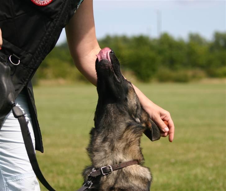 Schæferhund Faolans Akela billede 3