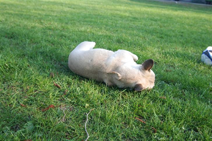 Fransk bulldog Snoop Dogg billede 12