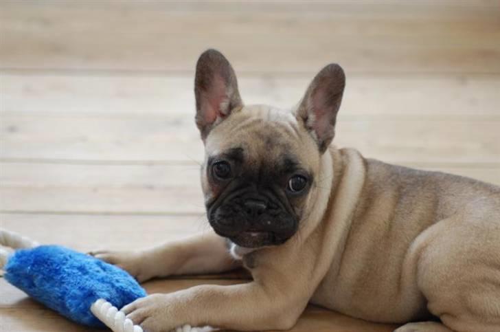 Fransk bulldog Snoop Dogg - Ca 10 uger gammel billede 13