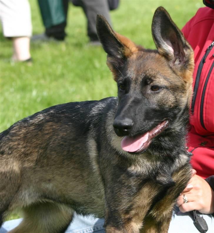 Schæferhund Faolans Akela billede 4