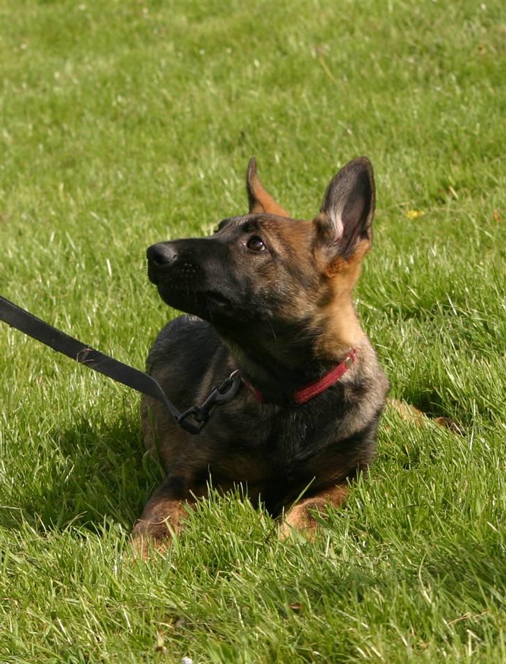 Schæferhund Faolans Akela billede 5