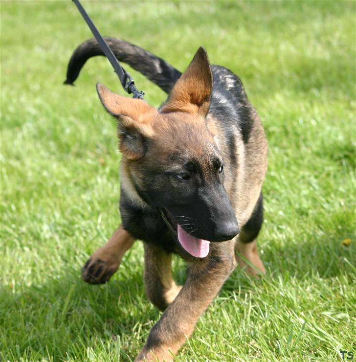 Schæferhund Faolans Akela billede 6