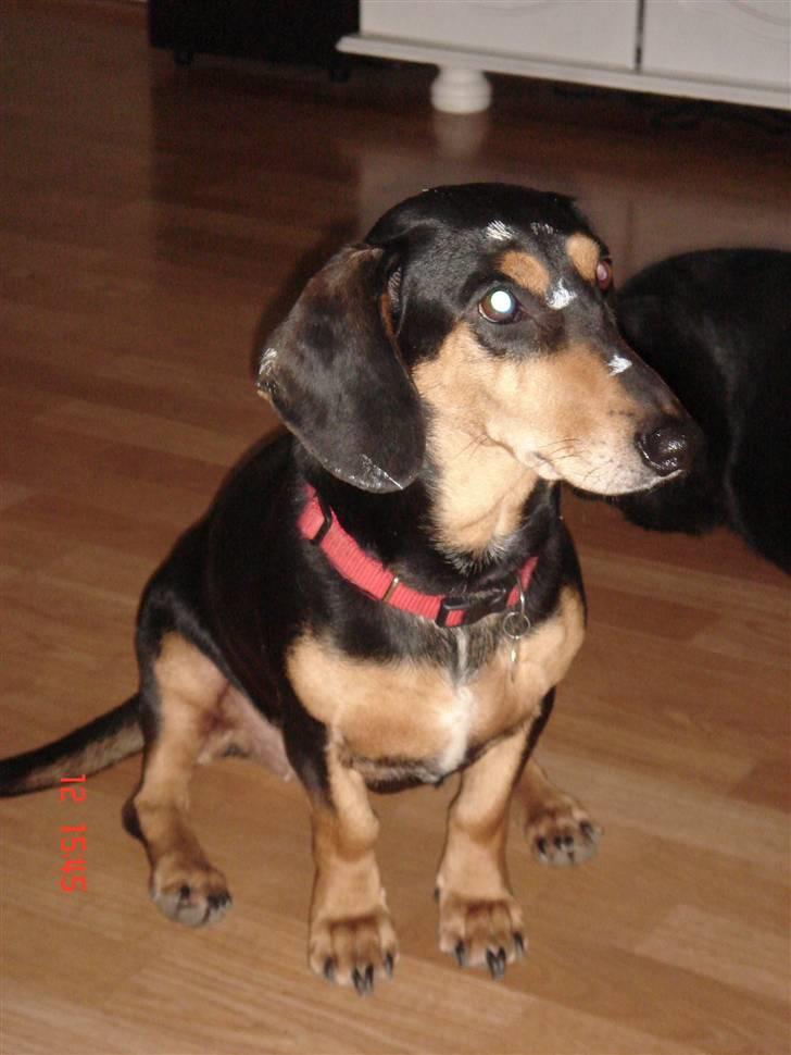 Blanding af racer Tessi R.I.P 18/10-10 - det er ikke grå hår men maling billede 1