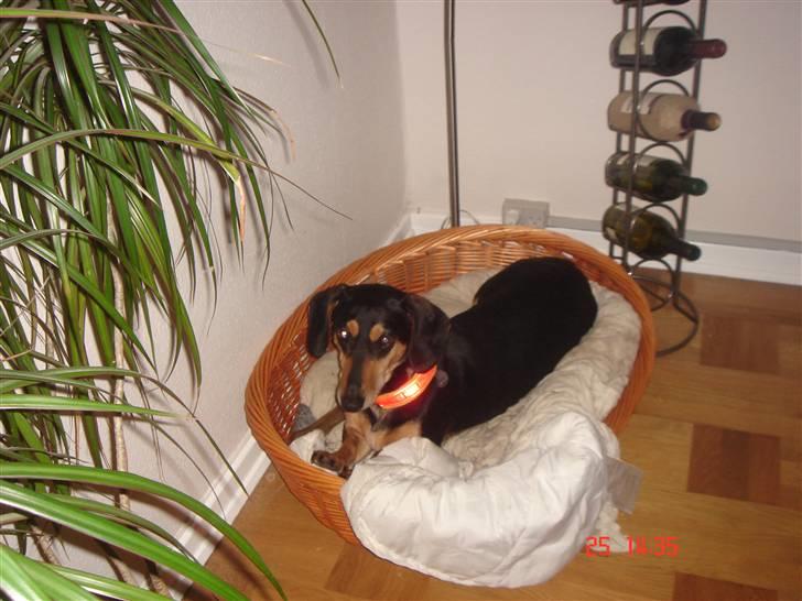 Blanding af racer Tessi R.I.P 18/10-10 billede 2