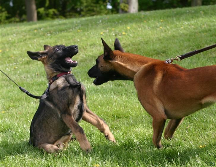 Schæferhund Faolans Akela billede 7