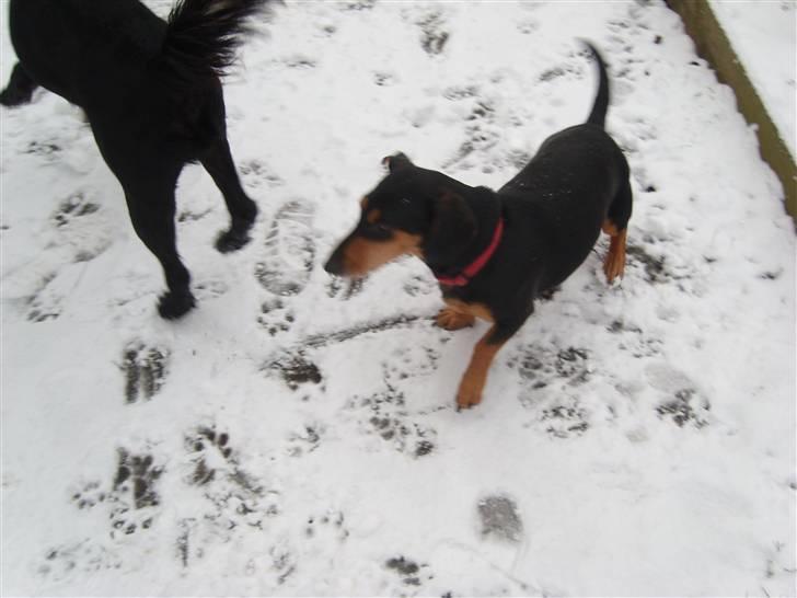 Blanding af racer Tessi R.I.P 18/10-10 - ihhh hvor han driller billede 3