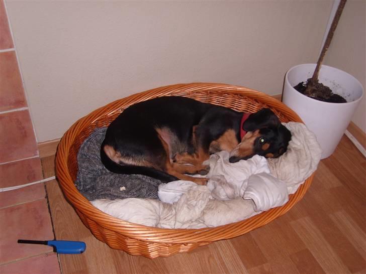 Blanding af racer Tessi R.I.P 18/10-10 - ynglings sted billede 4