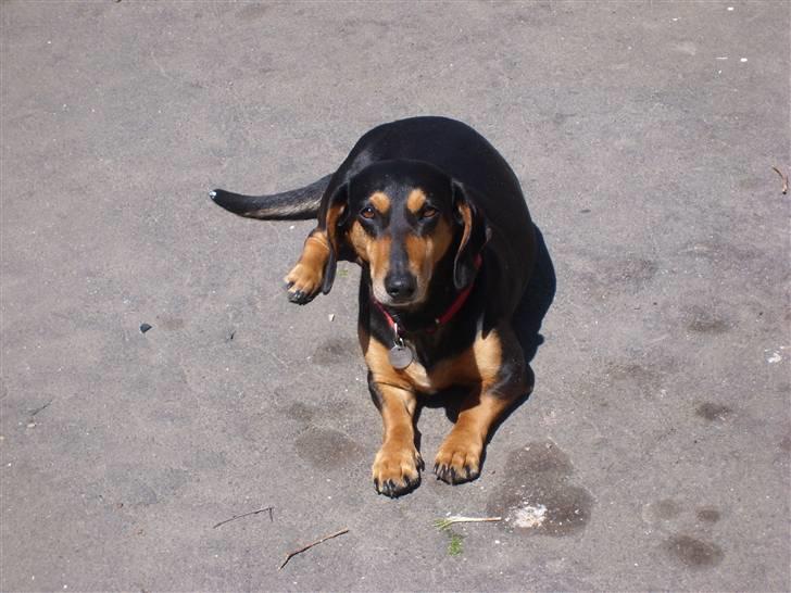 Blanding af racer Tessi R.I.P 18/10-10 - hun elsker solen og kan ligge ude hele dagen når det er varmt billede 5