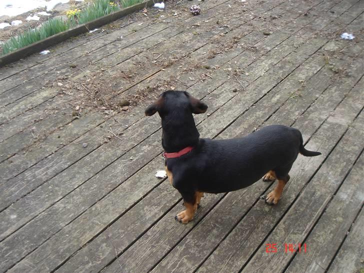 Blanding af racer Tessi R.I.P 18/10-10 - 26-03-09. hov, det var da en fugl.... billede 6