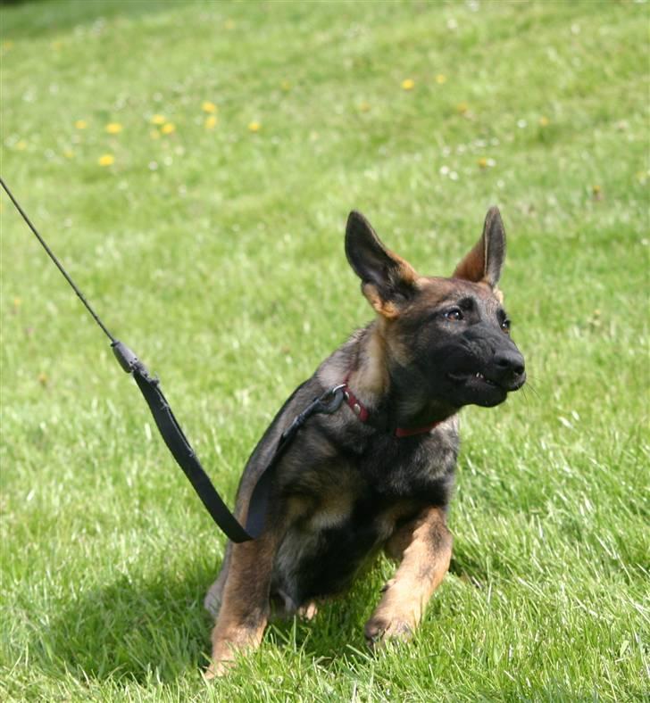 Schæferhund Faolans Akela billede 8