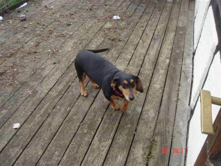 Blanding af racer Tessi R.I.P 18/10-10 billede 7