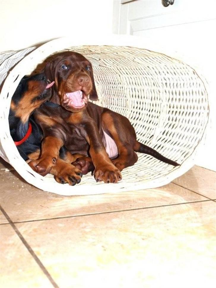 Dobermann Dobergaarden F.  Apollo billede 5