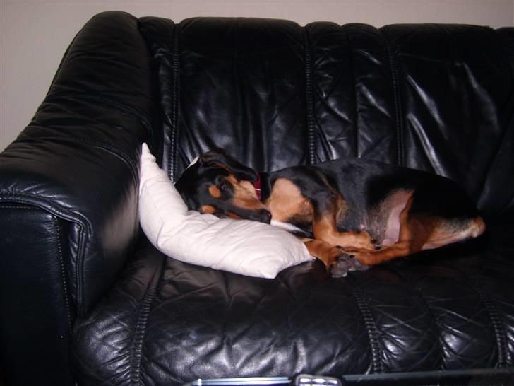 Blanding af racer Tessi R.I.P 18/10-10 - det var tider før willum kom ind i huset... nu har hun sin egen kurv som hun er rigtig glad for billede 8