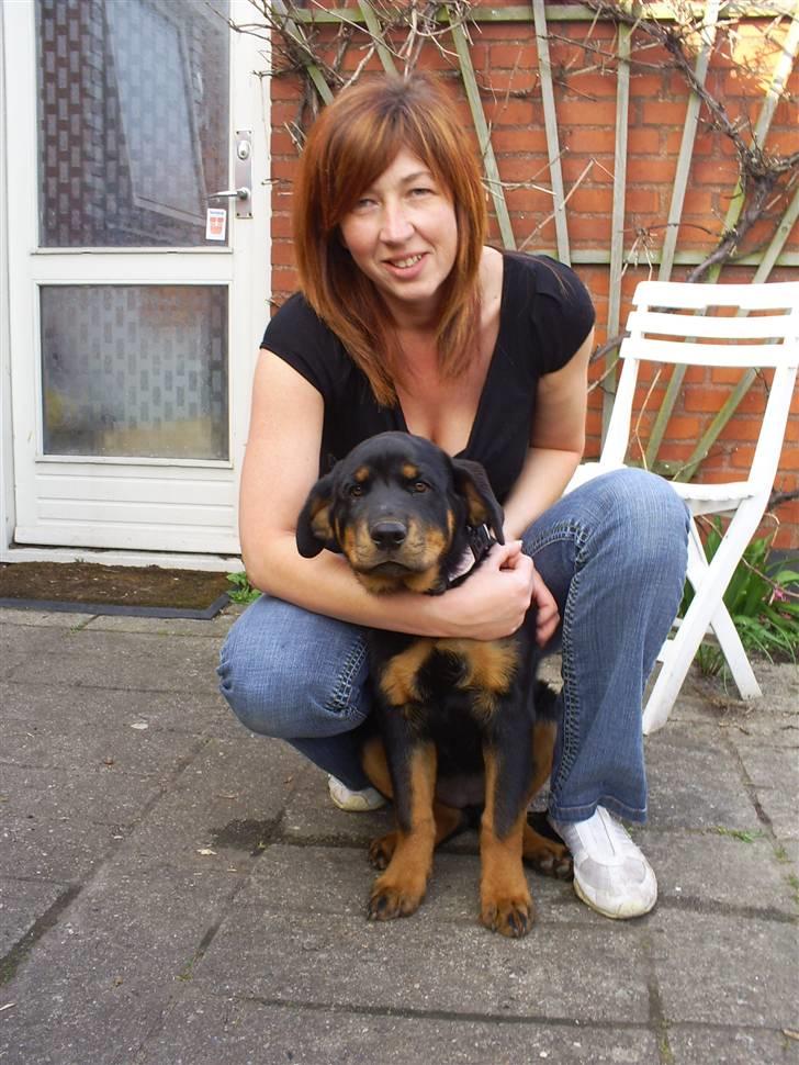 Rottweiler Ziva aka "pølse" - 15 uger gammel billede 15