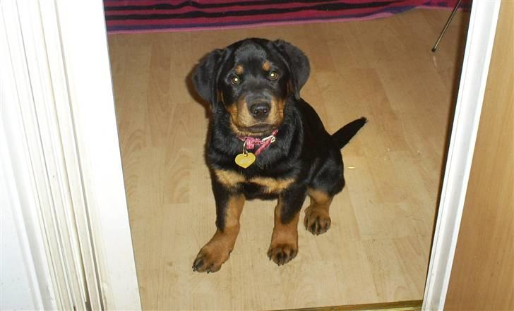 Rottweiler Ziva aka "pølse" - 13 uger billede 16