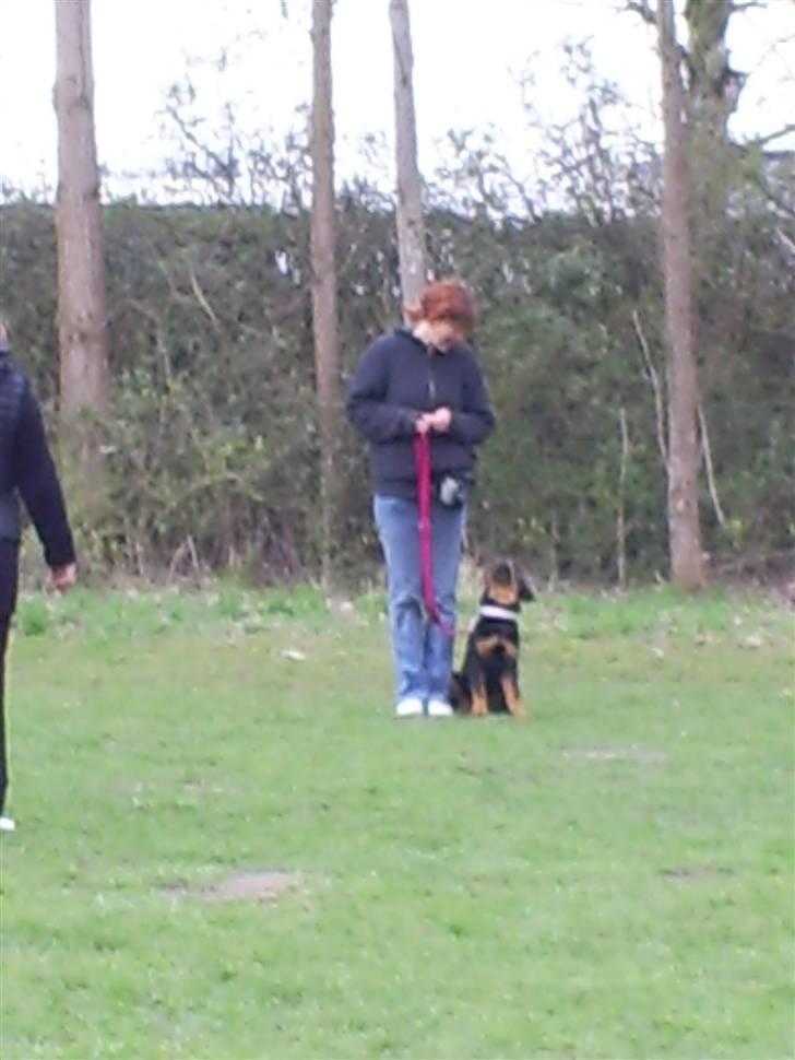 Rottweiler Ziva aka "pølse" - til hundetræning i hundestjernen billede 17