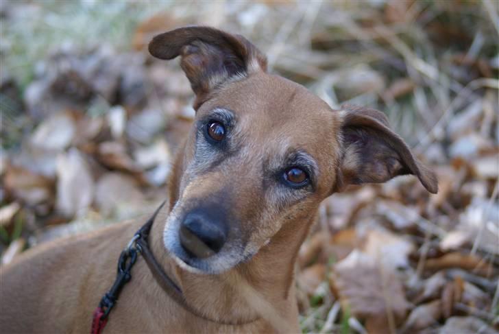 Blanding af racer Gule Berta billede 1