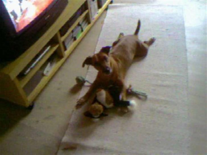 Blanding af racer Gule Berta billede 2