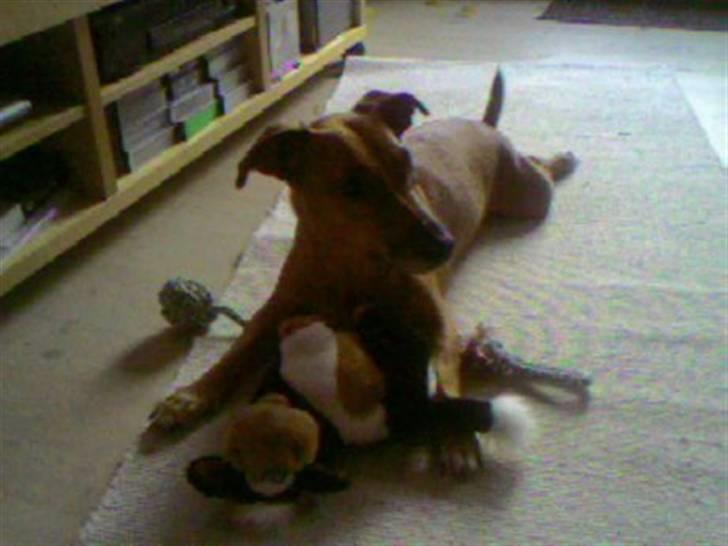 Blanding af racer Gule Berta billede 3