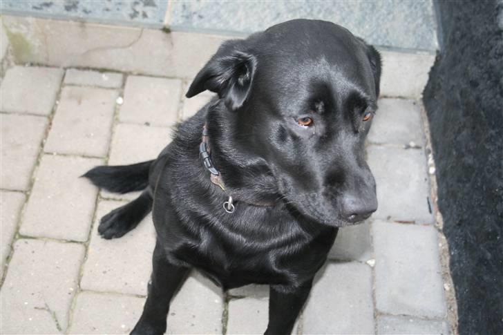 Labrador retriever Sille <3 billede 18