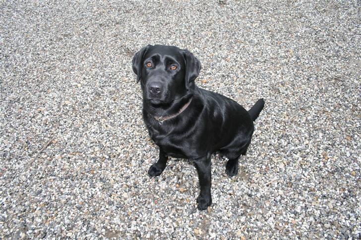 Labrador retriever Sille <3 billede 19