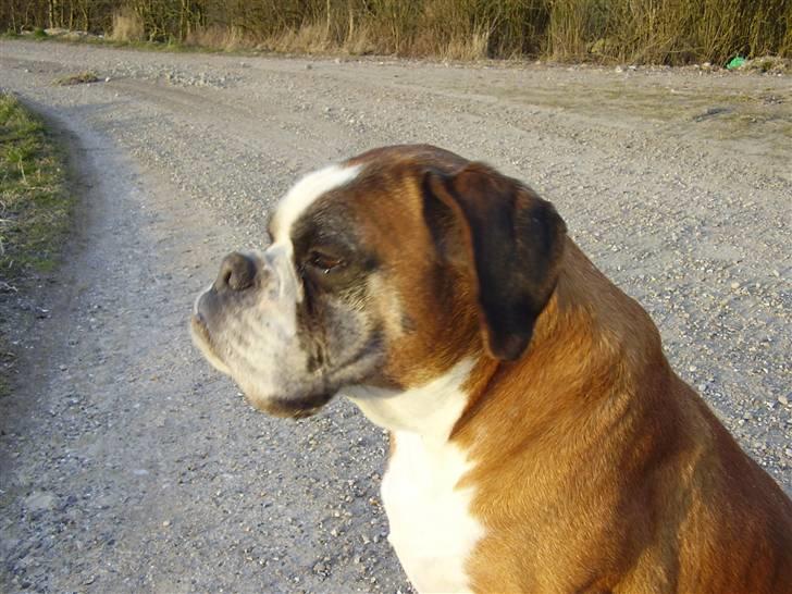 Boxer Chang R.I.P. - Chang billede 1