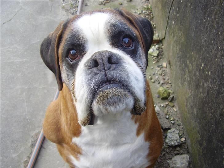 Boxer Chang R.I.P. - Smil til fotografen billede 2